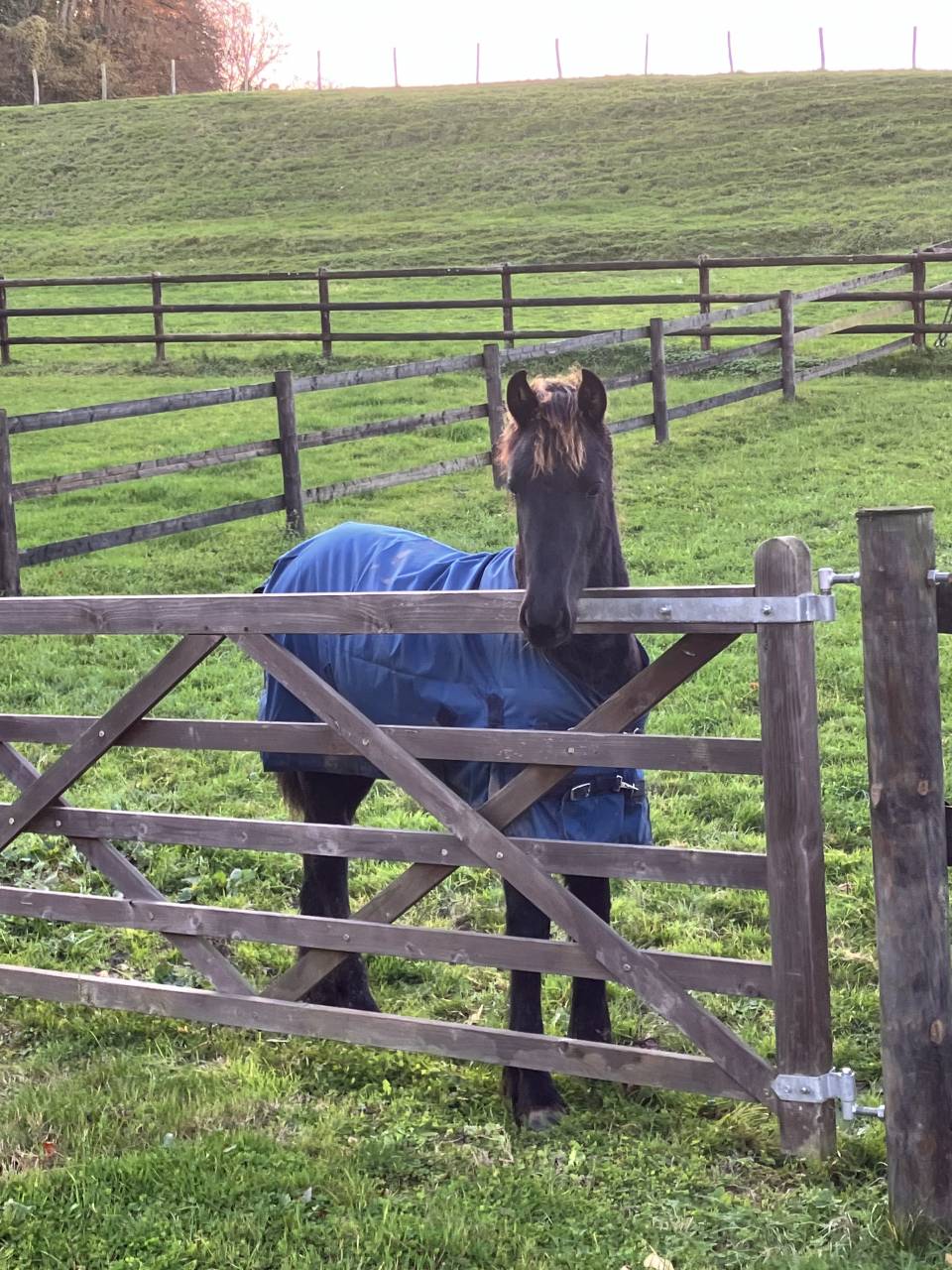 Potranca Fris&oacute;n En venta 2025 Negro por Hielke 530