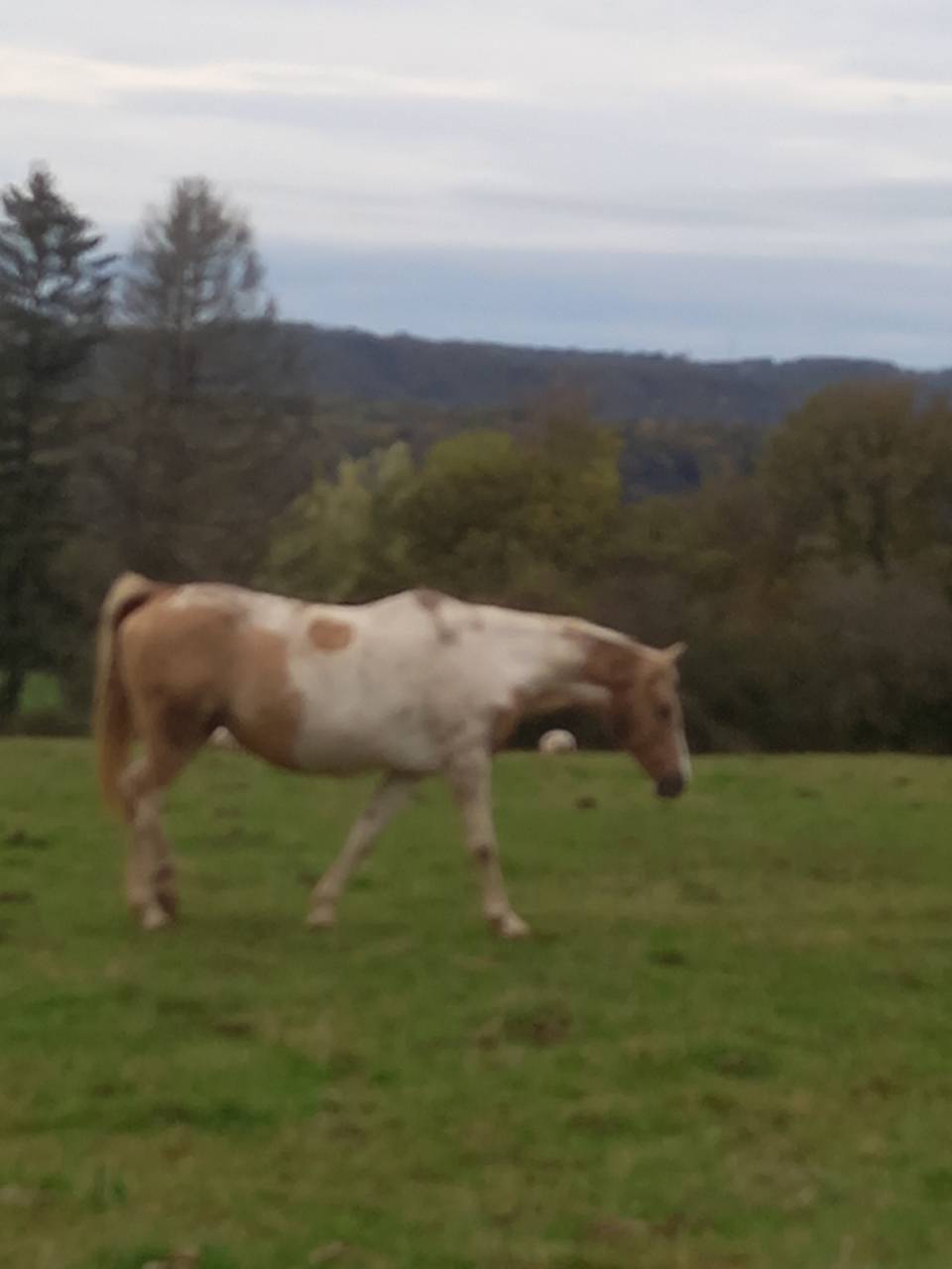 Yegua Palomino En venta 2009 Pío por Eclair Rebel du Moulin Pré