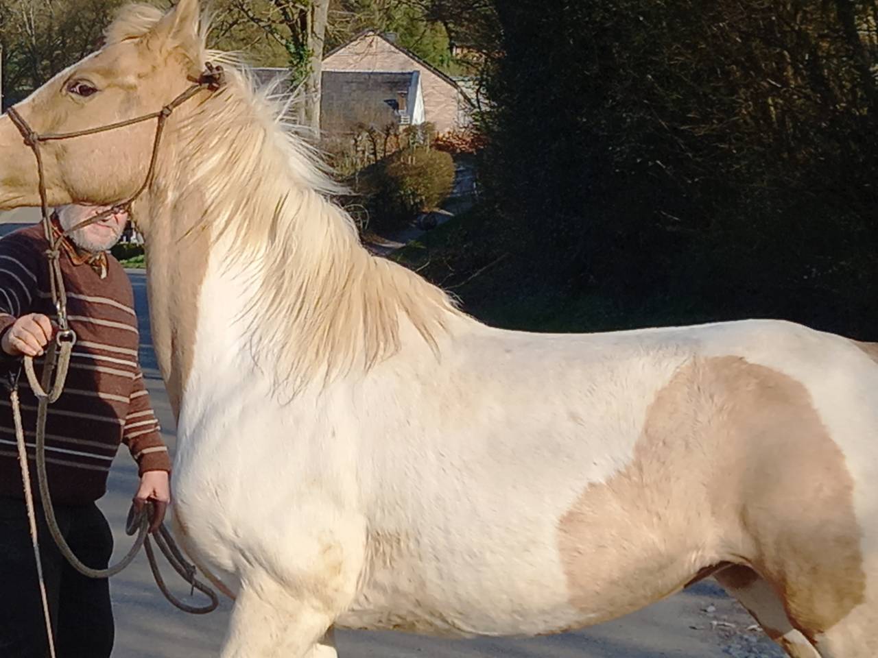 Yegua Palomino En venta 2009 Pío por Eclair Rebel du Moulin Pré