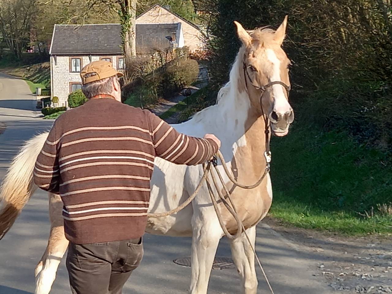 Yegua Palomino En venta 2009 Pío por Eclair Rebel du Moulin Pré