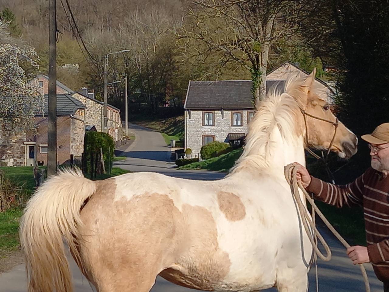 Yegua Palomino En venta 2009 Pío por Eclair Rebel du Moulin Pré