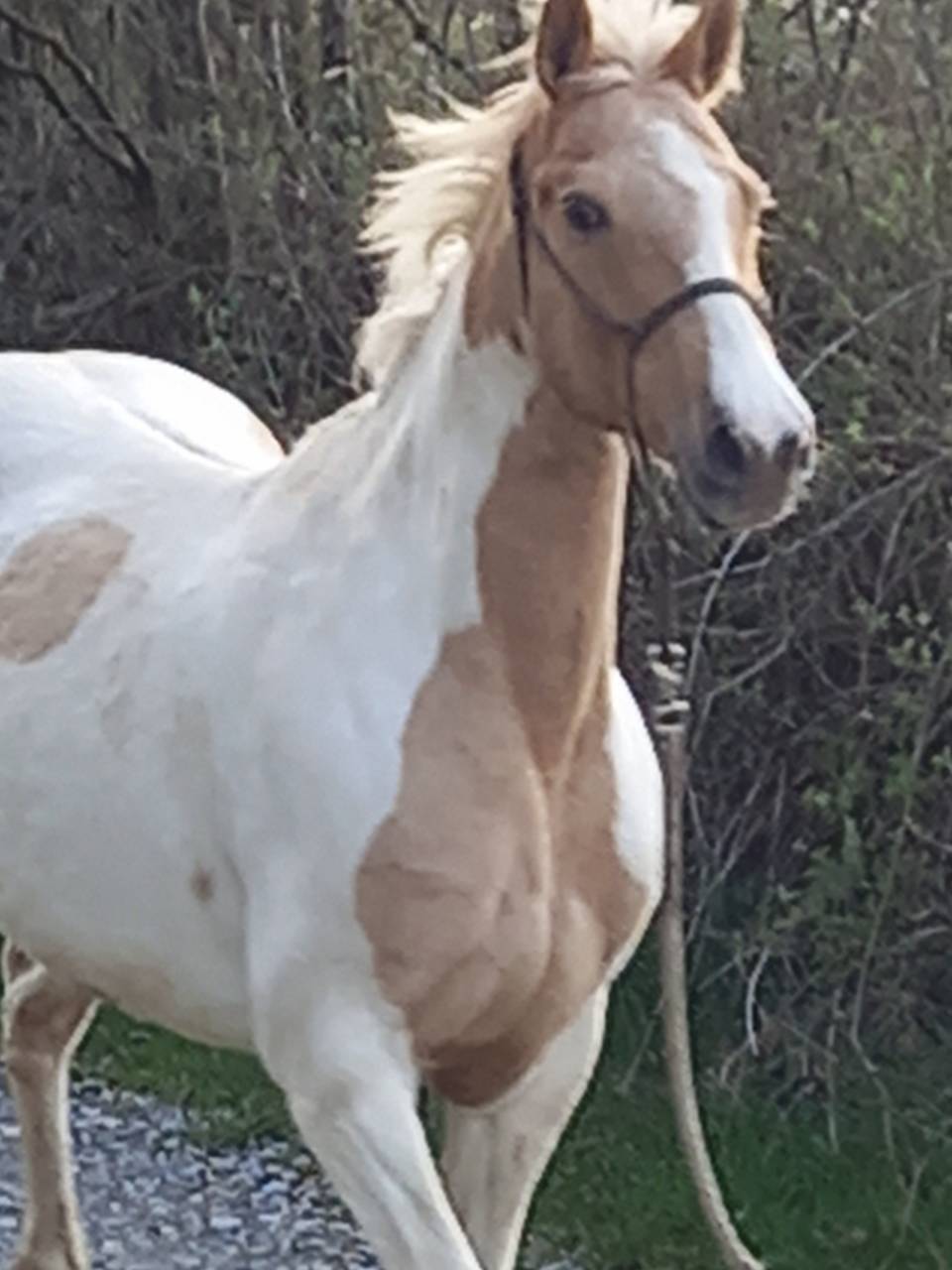 Yegua Palomino En venta 2009 Pío por Eclair Rebel du Moulin Pré