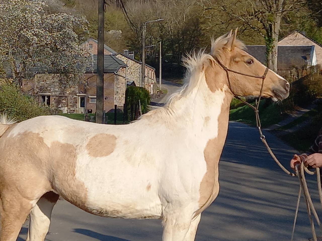 Yegua Palomino En venta 2009 Pío por Eclair Rebel du Moulin Pré