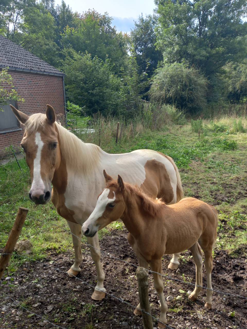 Yegua Palomino En venta 2009 Pío por Eclair Rebel du Moulin Pré