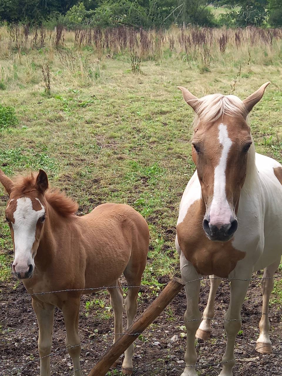 Yegua Palomino En venta 2009 Pío por Eclair Rebel du Moulin Pré