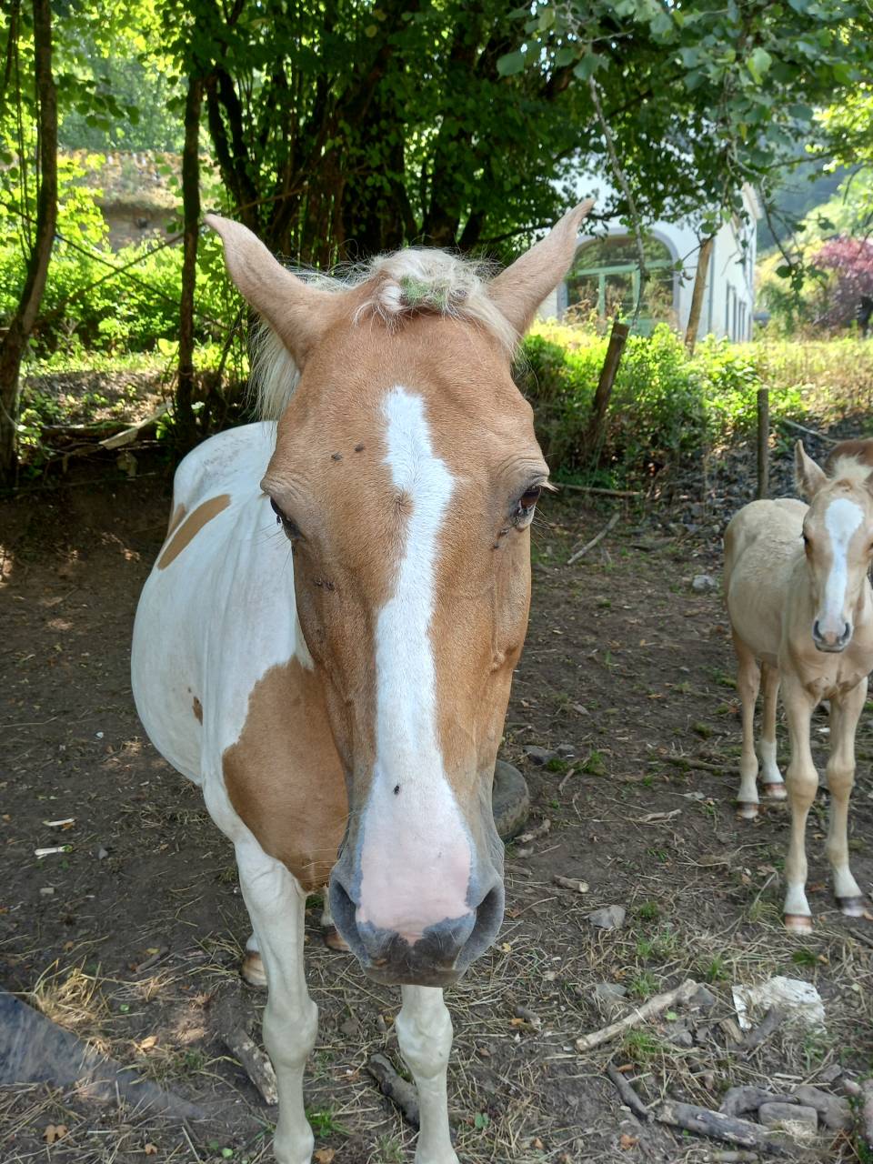 Yegua Palomino En venta 2009 Pío por Eclair Rebel du Moulin Pré