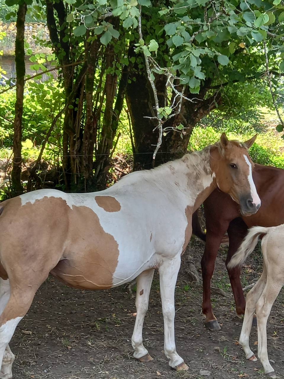 Yegua Palomino En venta 2009 Pío por Eclair Rebel du Moulin Pré