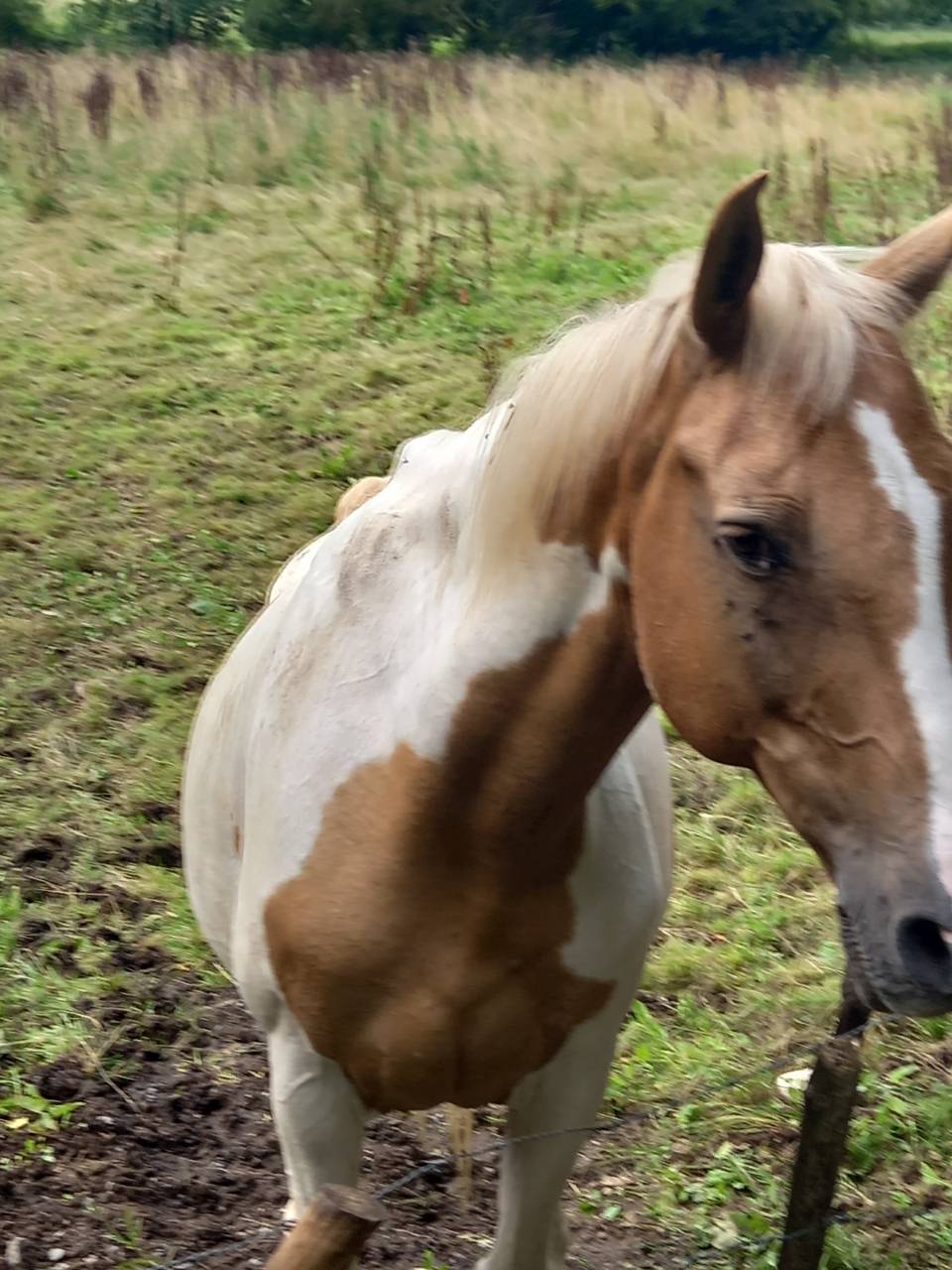 Yegua Palomino En venta 2009 Pío por Eclair Rebel du Moulin Pré