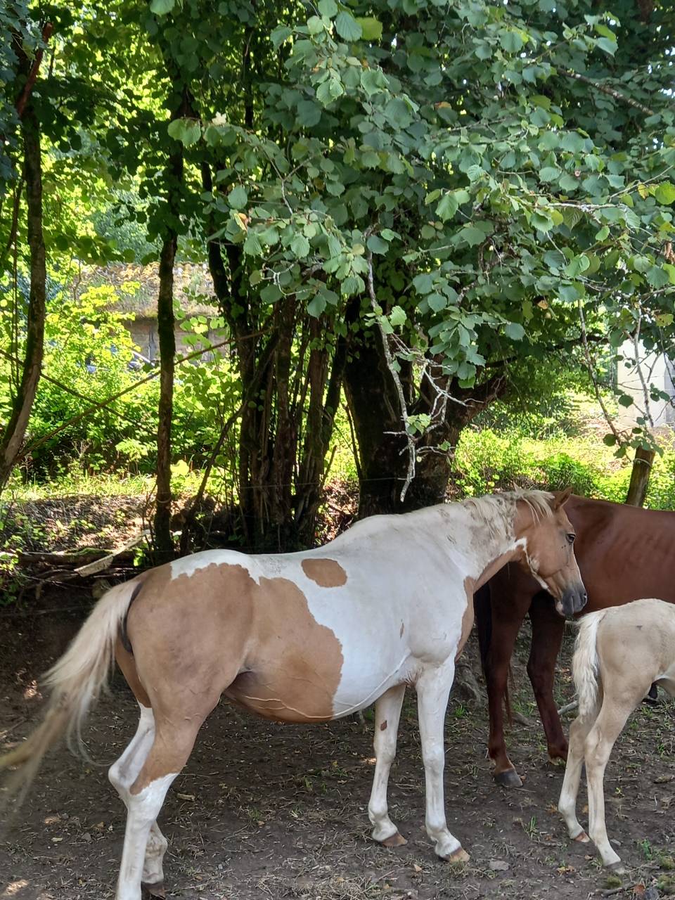 Yegua Palomino En venta 2009 Pío por Eclair Rebel du Moulin Pré