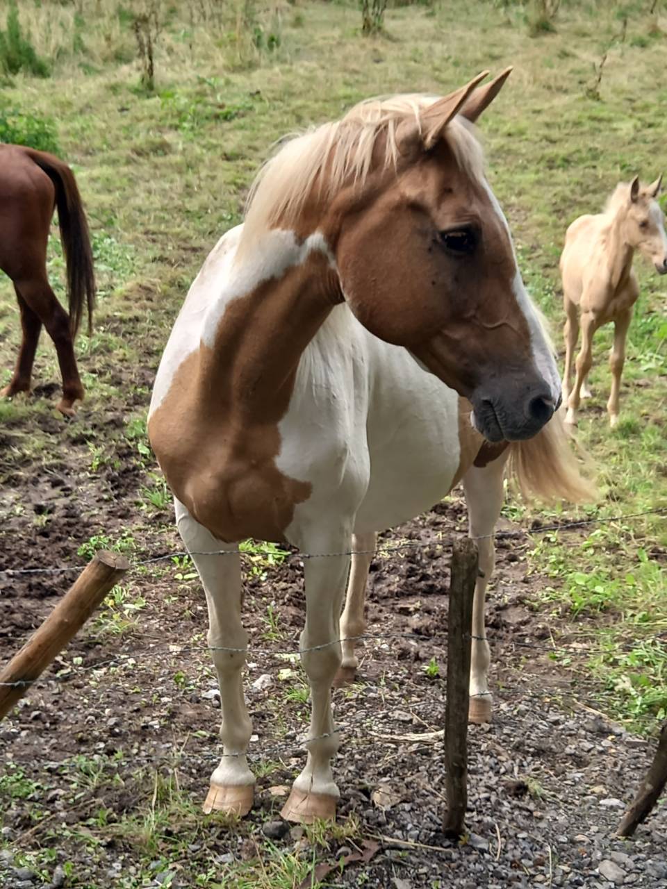 Yegua Palomino En venta 2009 Pío por Eclair Rebel du Moulin Pré