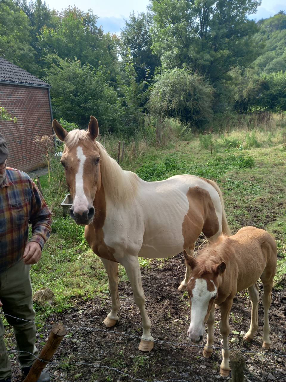 Yegua Palomino En venta 2009 Pío por Eclair Rebel du Moulin Pré