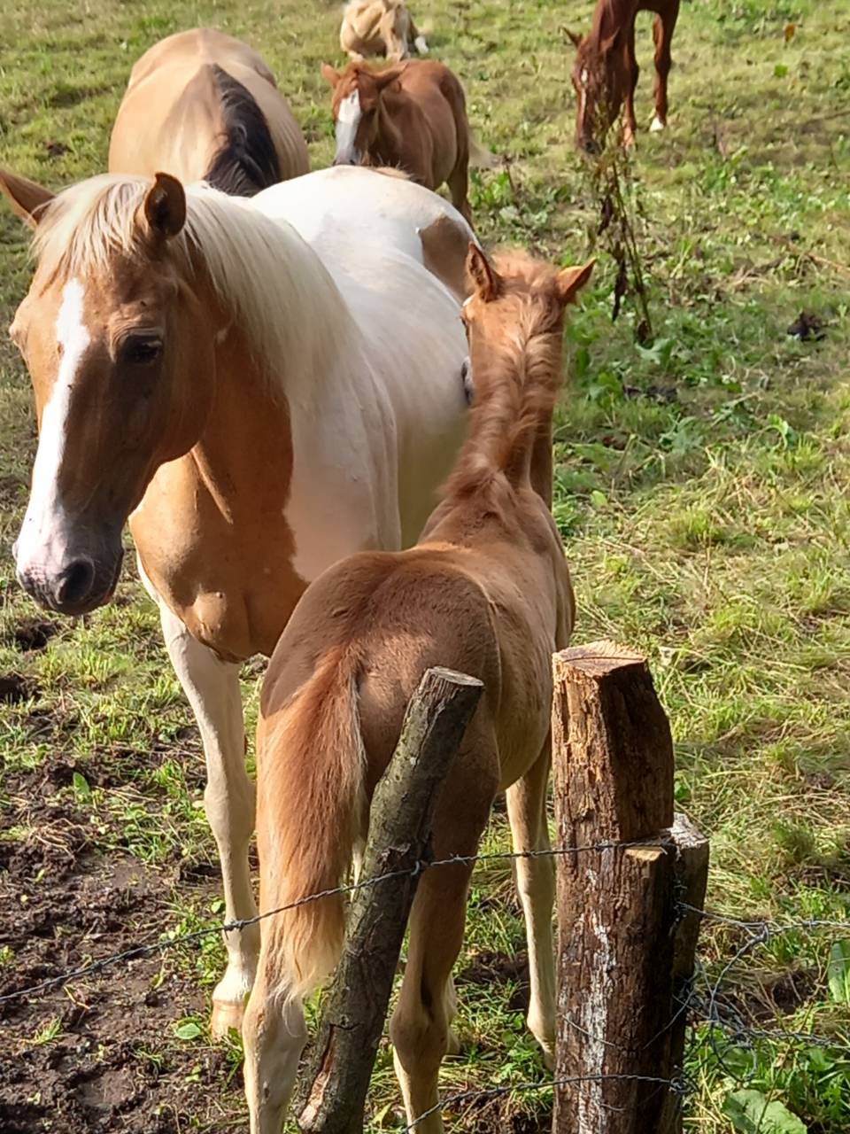 Yegua Palomino En venta 2009 Pío por Eclair Rebel du Moulin Pré