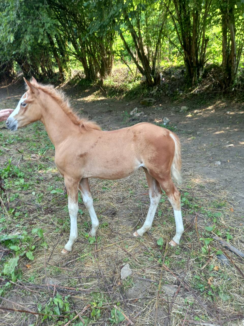 Yegua Palomino En venta 2009 Pío por Eclair Rebel du Moulin Pré