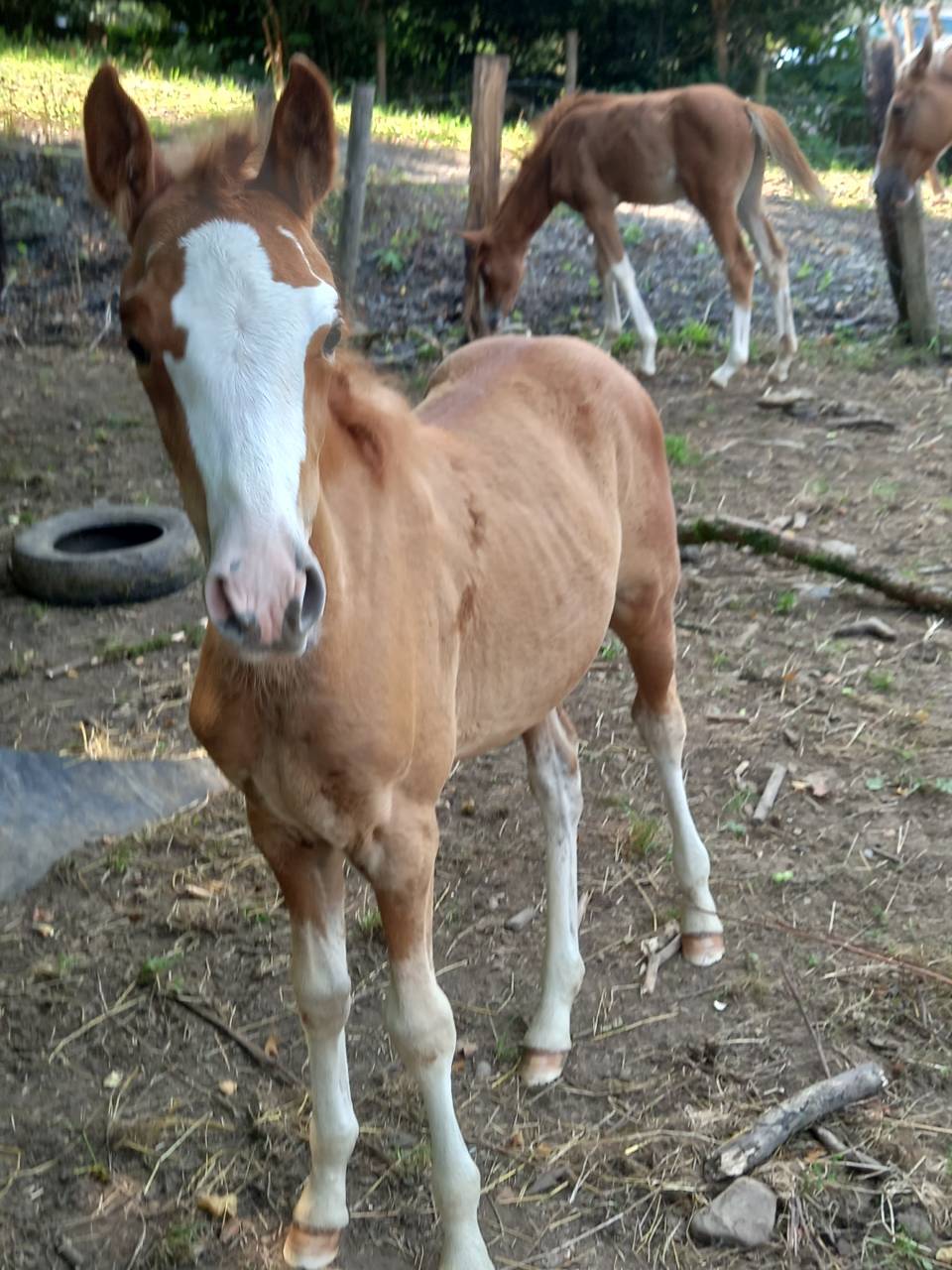 Yegua Palomino En venta 2009 Pío por Eclair Rebel du Moulin Pré