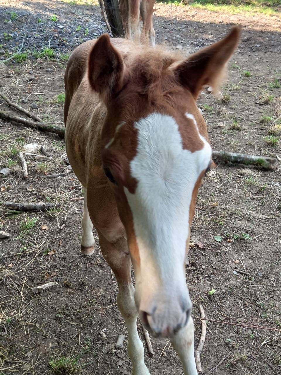 Yegua Palomino En venta 2009 Pío por Eclair Rebel du Moulin Pré