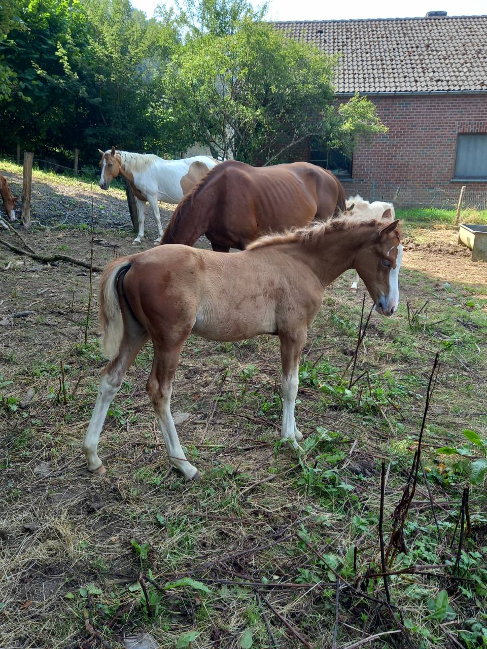 Yegua Palomino En venta 2009 Pío por Eclair Rebel du Moulin Pré