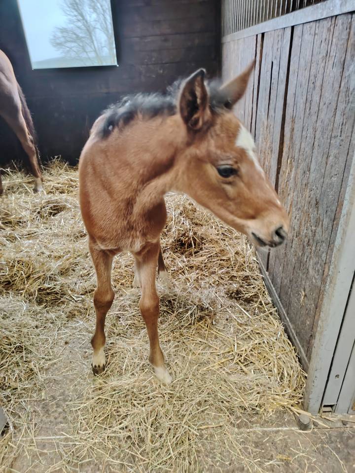 Potro PFS Poni Françés de Silla En venta 2025 Bayo moreno por NAJISCO D HARYNS