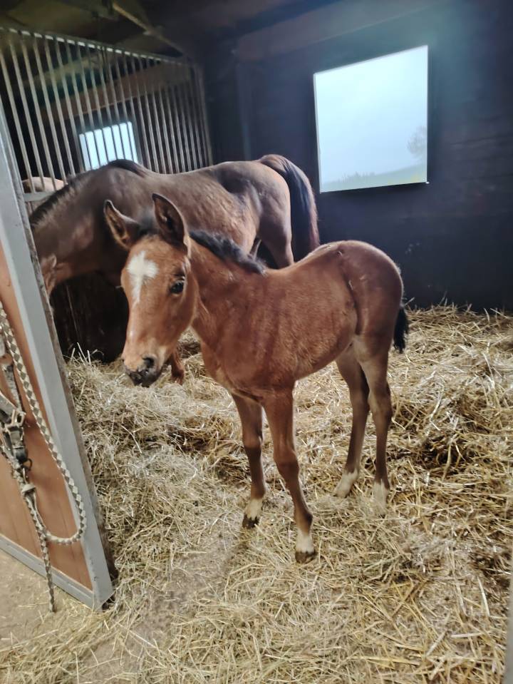 Potro PFS Poni Françés de Silla En venta 2025 Bayo moreno por NAJISCO D HARYNS