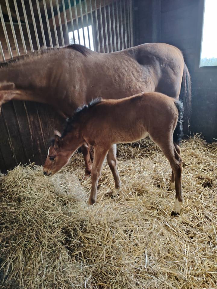 Potro PFS Poni Françés de Silla En venta 2025 Bayo moreno por NAJISCO D HARYNS