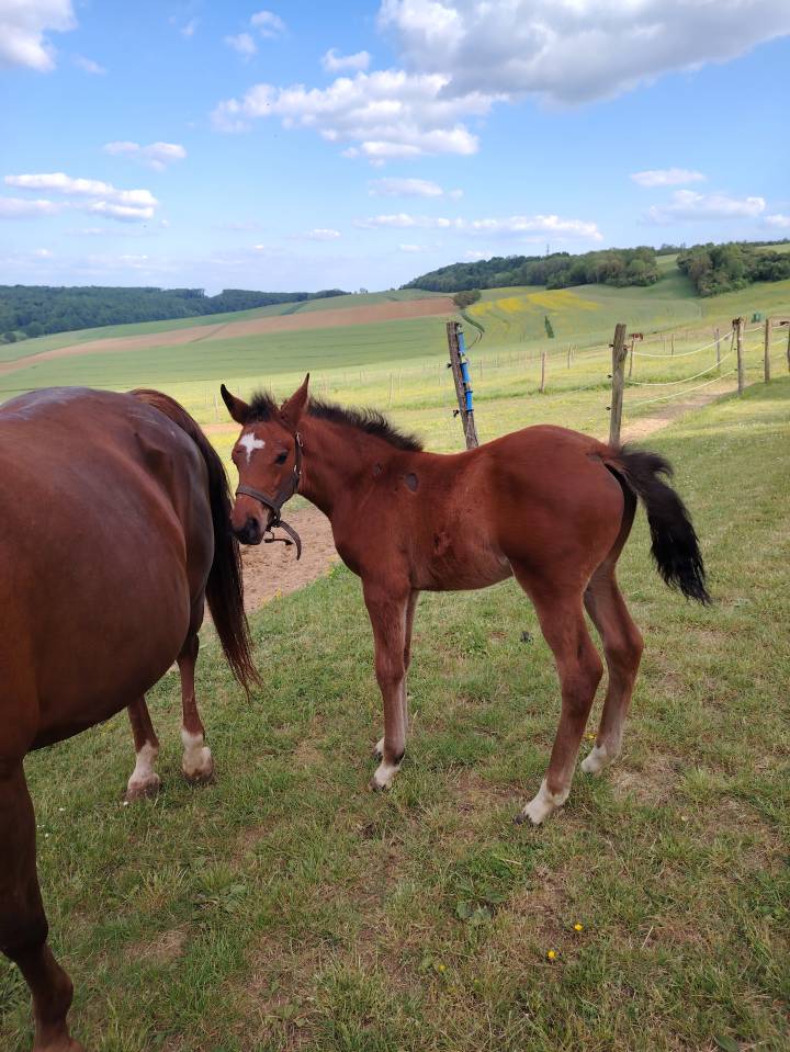 Potro PFS Poni Françés de Silla En venta 2025 Bayo moreno por NAJISCO D HARYNS