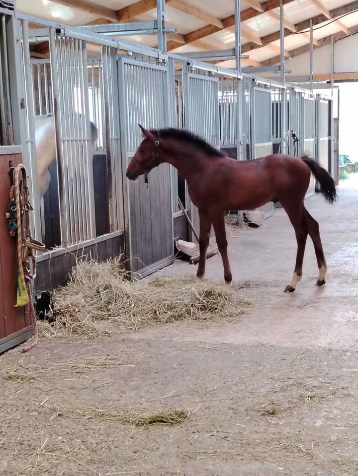 Potro PFS Poni Françés de Silla En venta 2025 Bayo moreno por NAJISCO D HARYNS