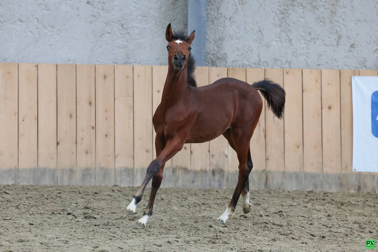 Potro PFS Poni Françés de Silla En venta 2025 Bayo moreno por NAJISCO D HARYNS