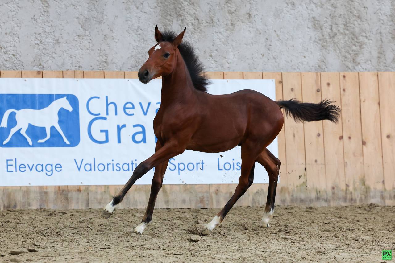 Potro PFS Poni Françés de Silla En venta 2025 Bayo moreno por NAJISCO D HARYNS