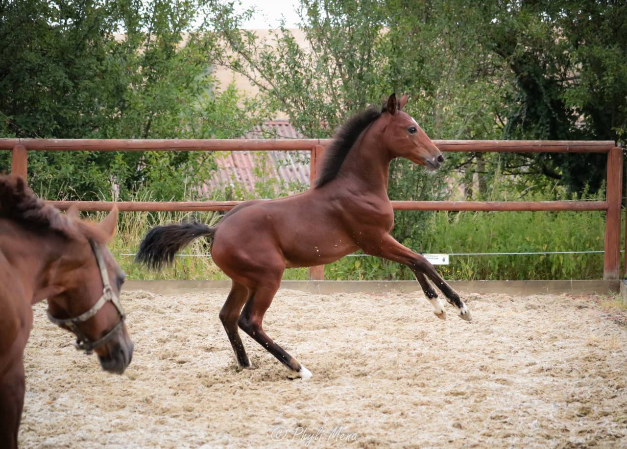 Potro PFS Poni Françés de Silla En venta 2025 Bayo moreno por NAJISCO D HARYNS
