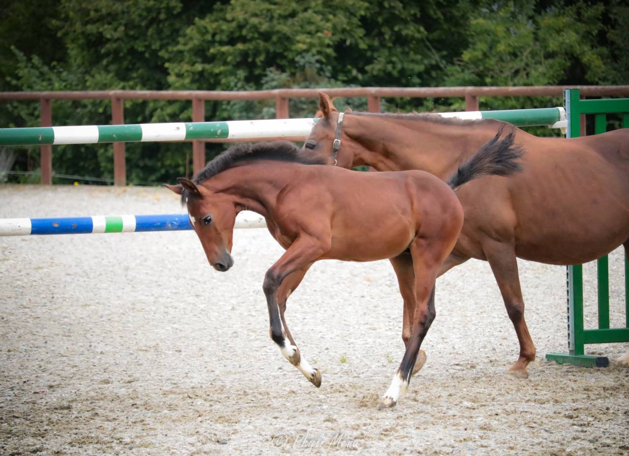 Potro PFS Poni Françés de Silla En venta 2025 Bayo moreno por NAJISCO D HARYNS
