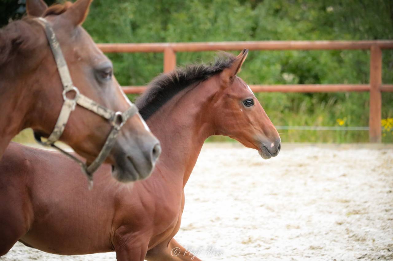 Potro PFS Poni Françés de Silla En venta 2025 Bayo moreno por NAJISCO D HARYNS