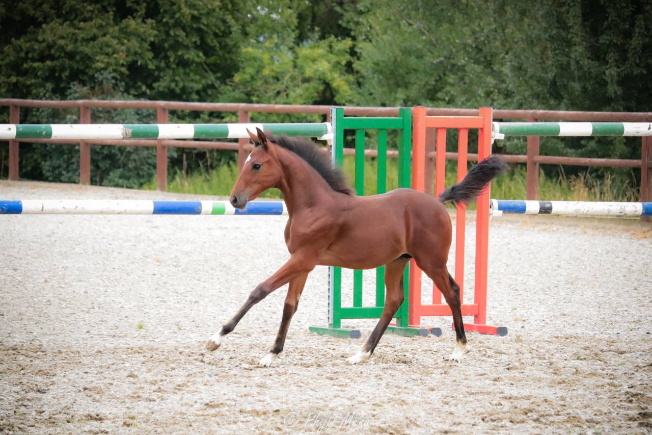 Potro PFS Poni Françés de Silla En venta 2025 Bayo moreno por NAJISCO D HARYNS