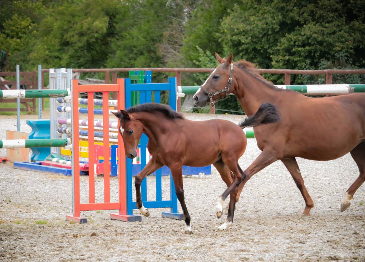 Potro PFS Poni Françés de Silla En venta 2025 Bayo moreno por NAJISCO D HARYNS