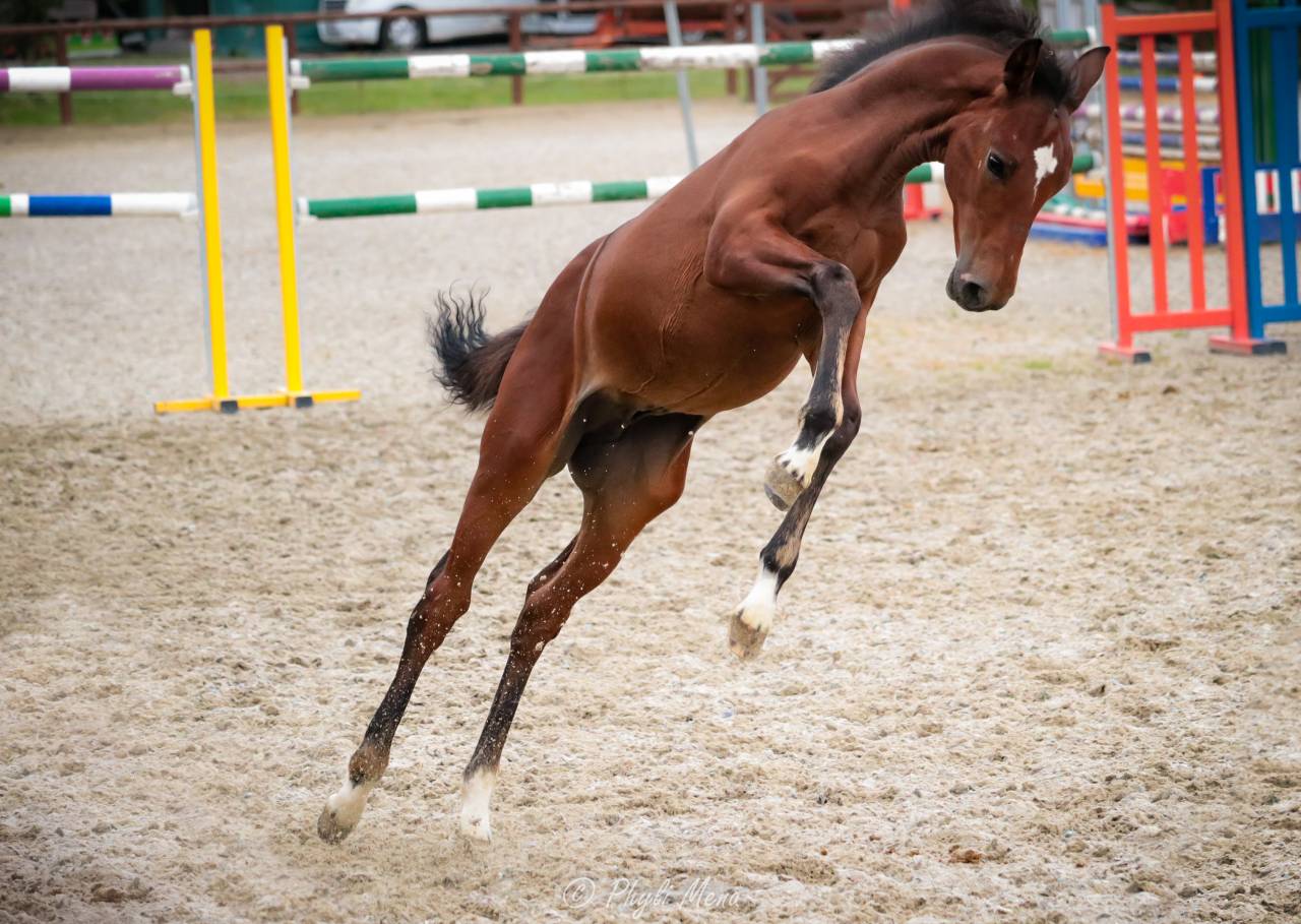 Potro PFS Poni Françés de Silla En venta 2025 Bayo moreno por NAJISCO D HARYNS