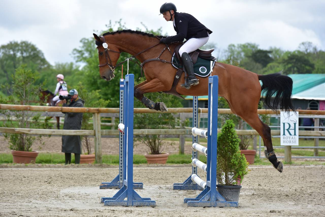 Caballo castrado Zangersheide En venta 2016 Bayo por CROWN Z