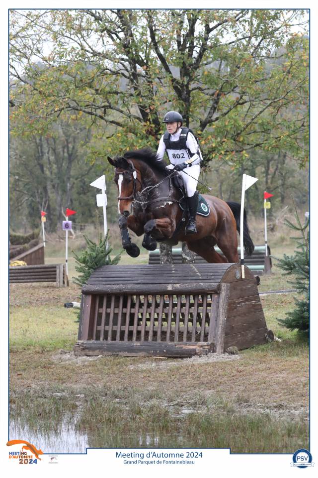 Caballo castrado Zangersheide En venta 2016 Bayo por CROWN Z