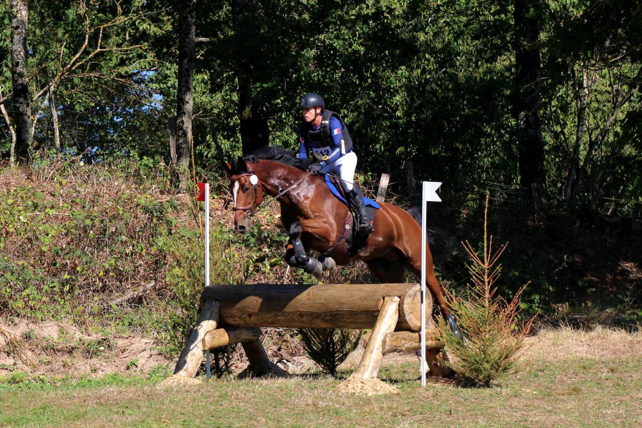 Caballo castrado Zangersheide En venta 2016 Bayo por CROWN Z