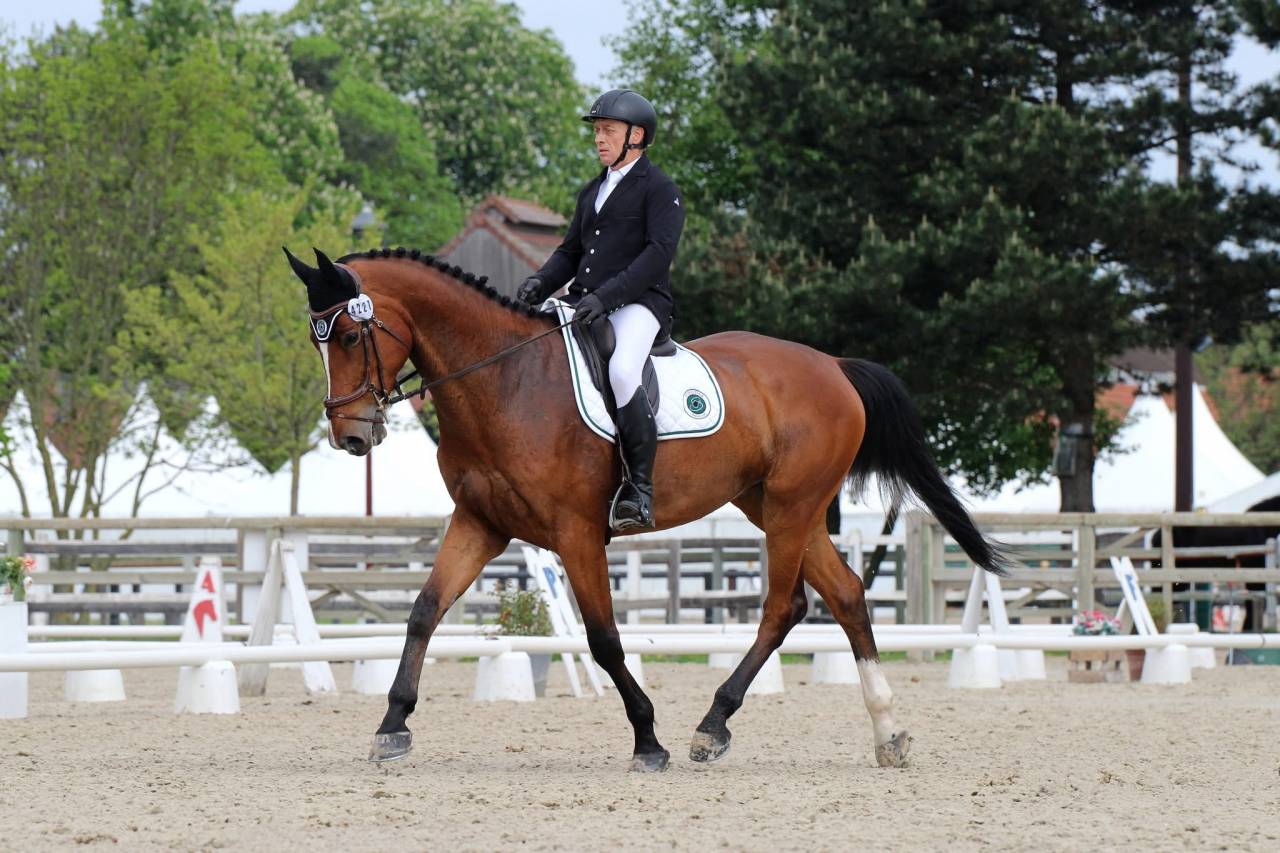 Caballo castrado Zangersheide En venta 2016 Bayo por CROWN Z