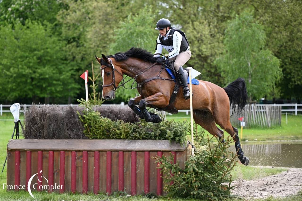 Caballo castrado Zangersheide En venta 2016 Bayo por CROWN Z