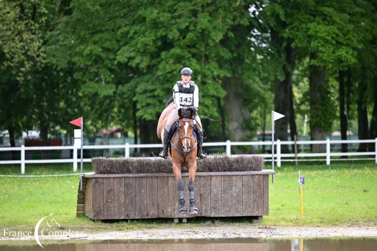 Caballo castrado Zangersheide En venta 2016 Bayo por CROWN Z