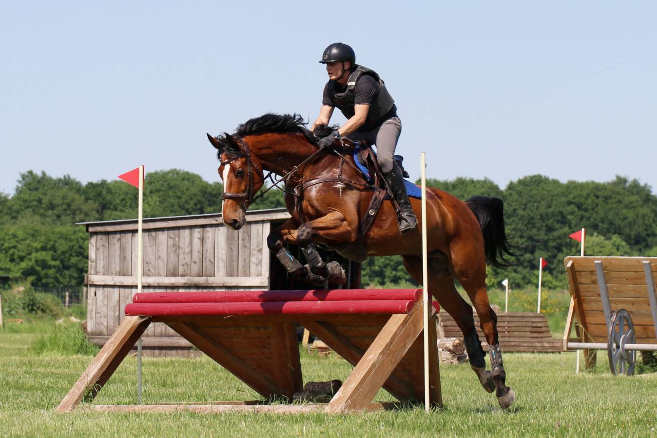 Caballo castrado Zangersheide En venta 2016 Bayo por CROWN Z