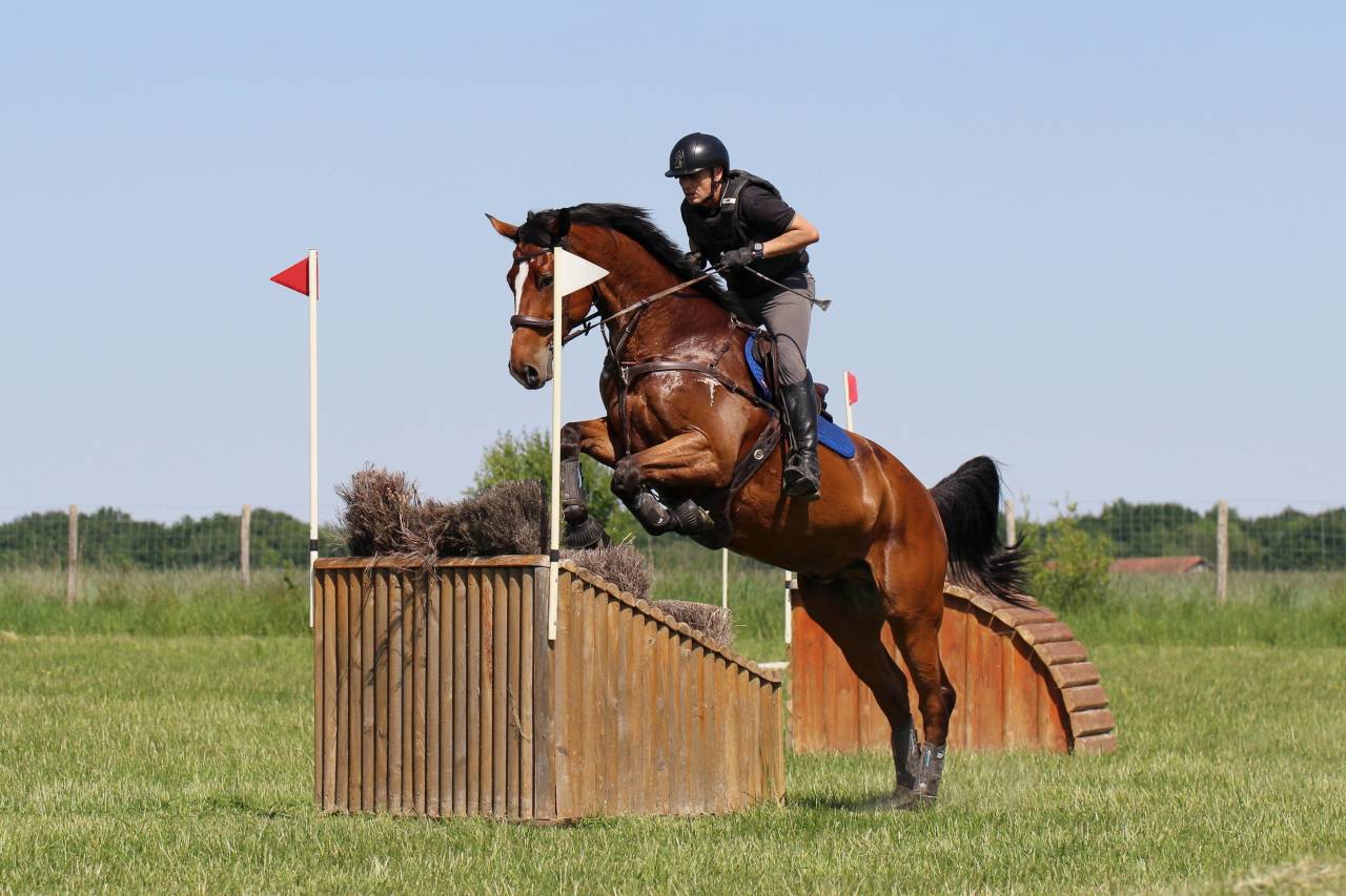 Caballo castrado Zangersheide En venta 2016 Bayo por CROWN Z