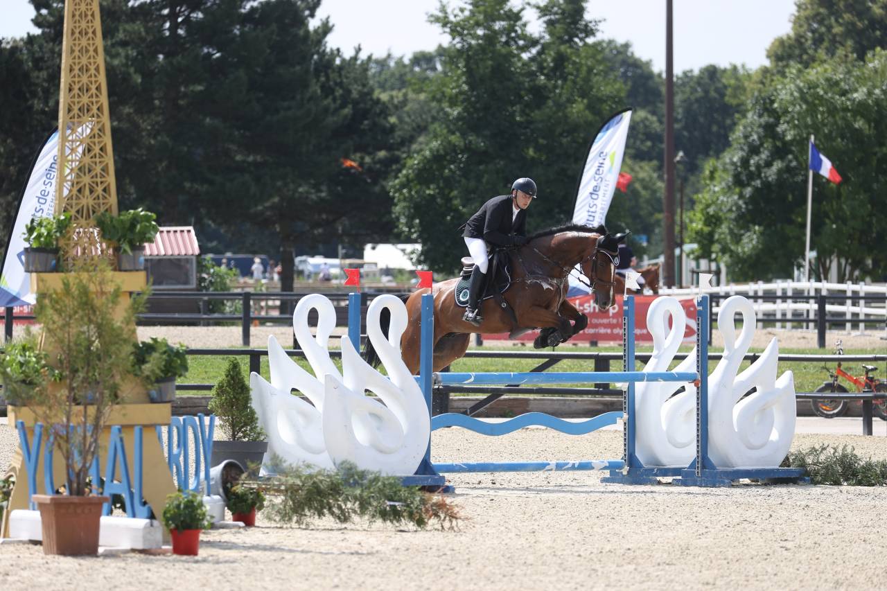 Caballo castrado Zangersheide En venta 2016 Bayo por CROWN Z