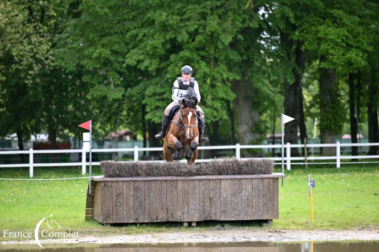 Caballo castrado Zangersheide En venta 2016 Bayo por CROWN Z