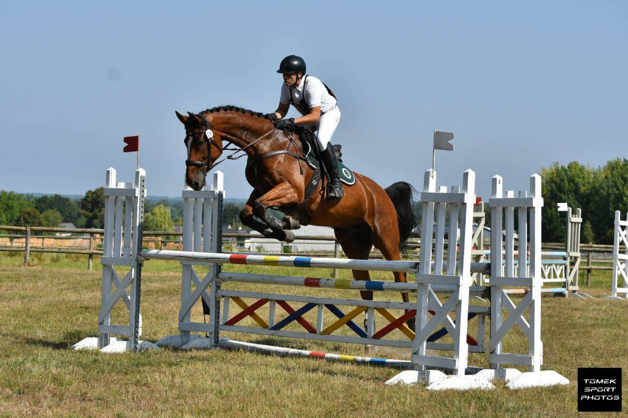 Caballo castrado Zangersheide En venta 2016 Bayo por CROWN Z