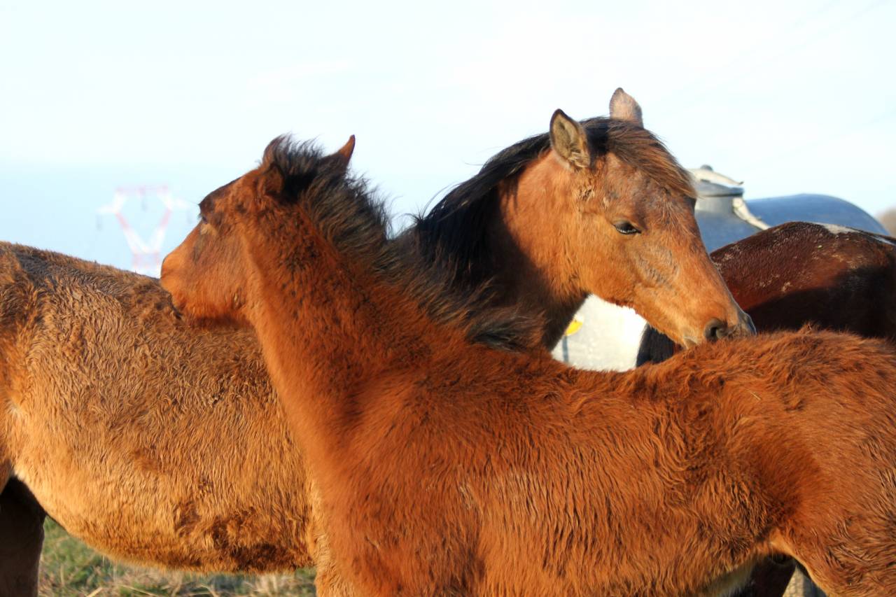 Yegua Lusitano En venta 2007 Tordo