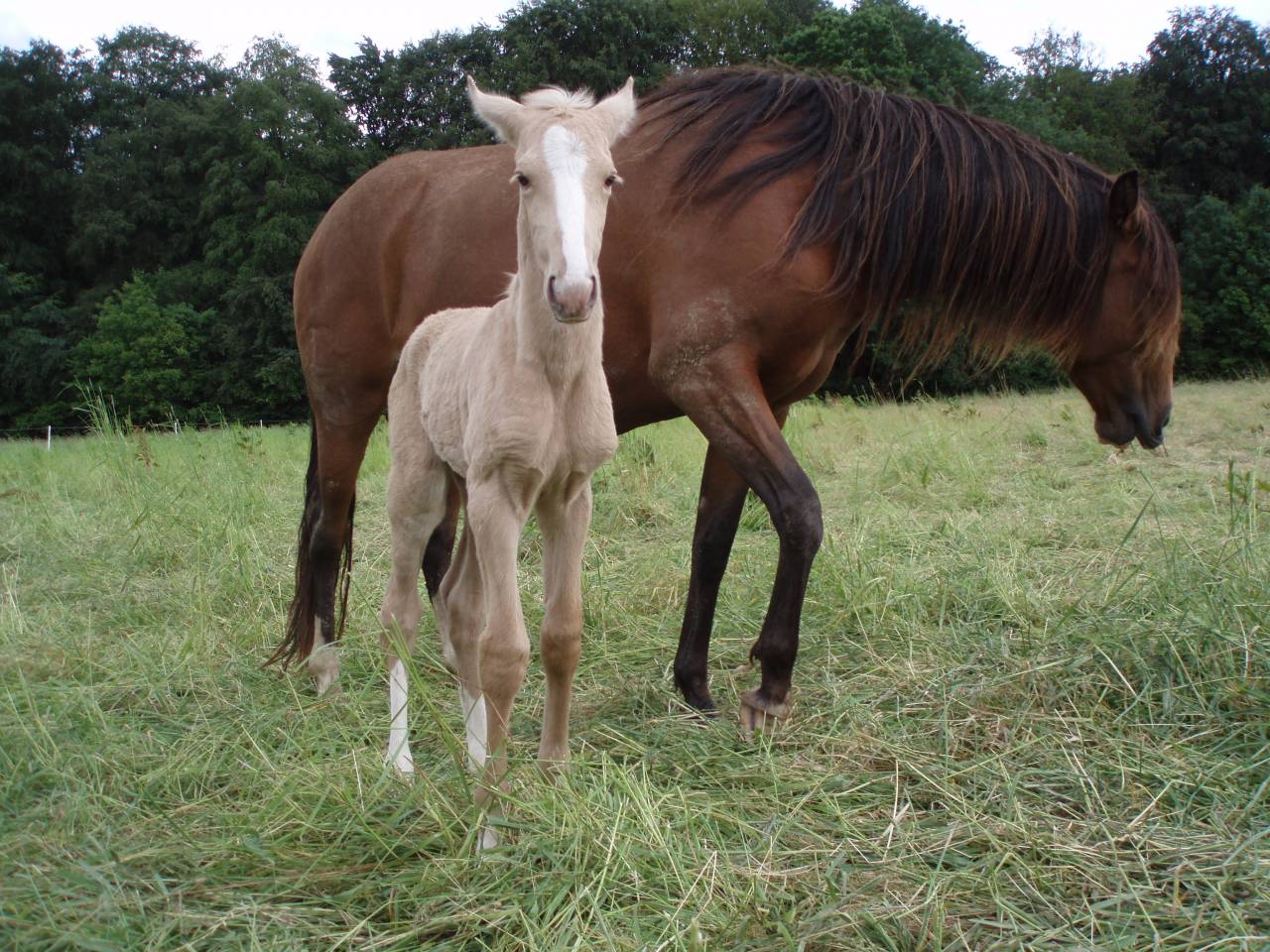 Yegua Lusitano En venta 2007 Tordo