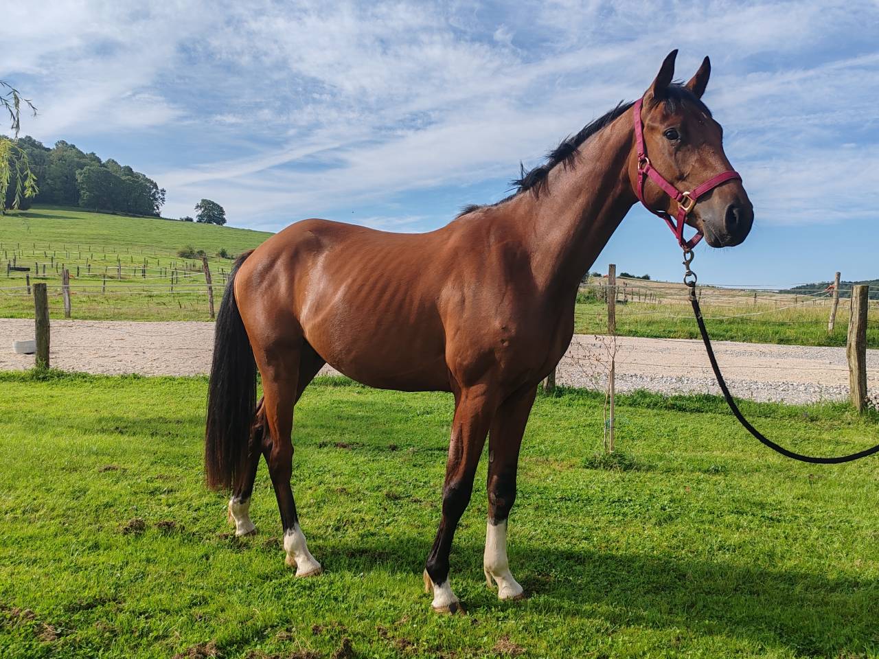 Caballo castrado Silla Francés En venta 2022 Bayo por Diarado – Holst