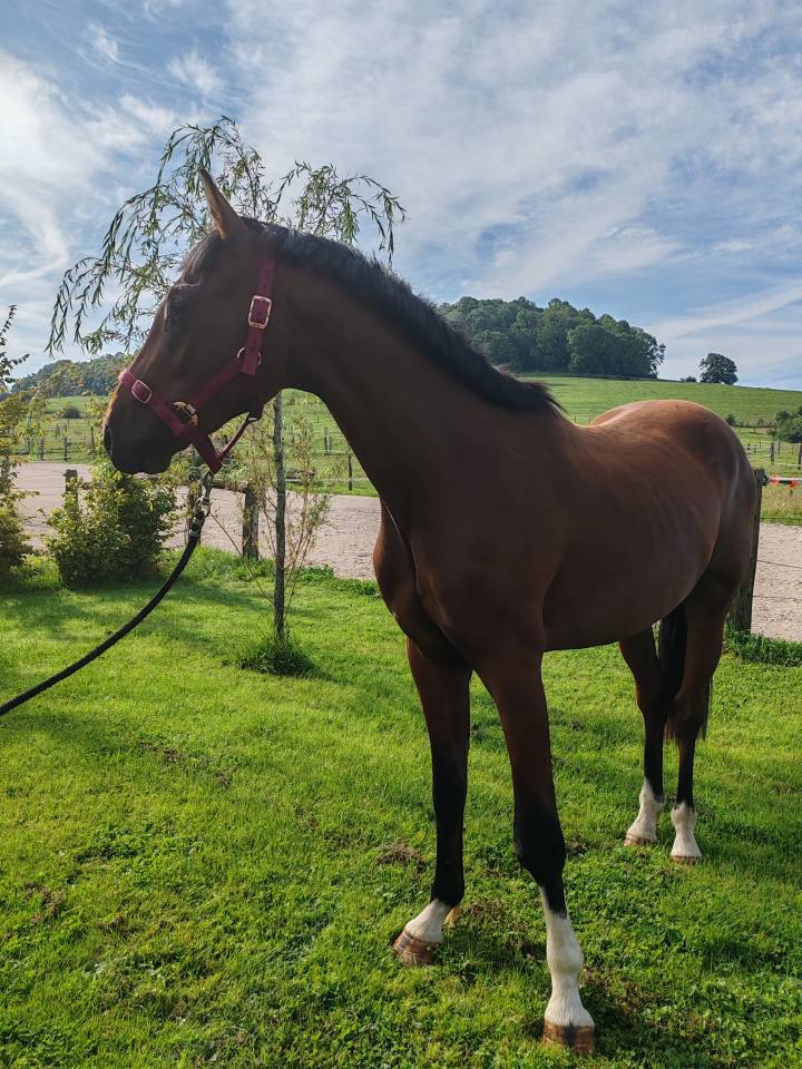 Caballo castrado Silla Francés En venta 2022 Bayo por Diarado – Holst