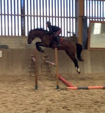 Caballo castrado Silla Francés En venta 2022 Bayo por Diarado – Holst