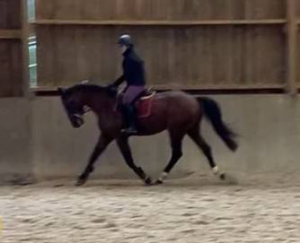 Caballo castrado Silla Francés En venta 2022 Bayo por Diarado – Holst